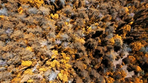 Aerial drone 4K view-vertical flight forest november trees Tuscany-Italy Vídeos de archivo 241353310