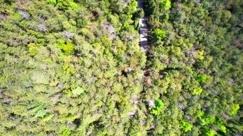 Aerial drone 4K view-vertical flight forest trees Tuscany-Italy Stock Footage 241353482