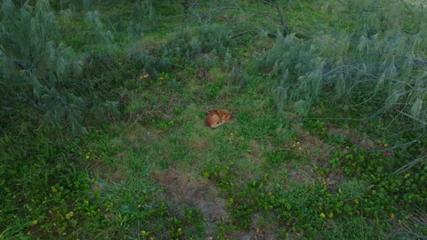 Aerial Drone Above Sleeping Wild Dingo Dog In Green Vegetation Of Sand Fraser Vídeo Stock 325693583