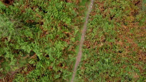 Aerial Drone Approaching Path and Ferns 4K Stock Footage 162964442