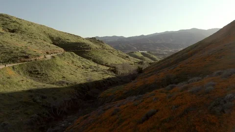 Aerial: Drone approaching Super bloom of Orange Poppies with hikers on dirt road Stock Footage 119266743