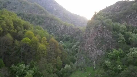 Aerial drone ascent over lush spring mountain forest at sunset Stock Footage 337023133