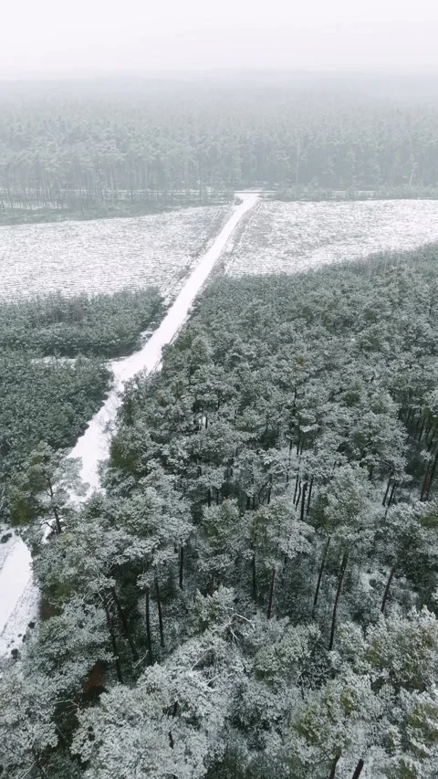 Aerial drone backward flight over snowy pine forest in Barycz Valley Stock Footage 329139897
