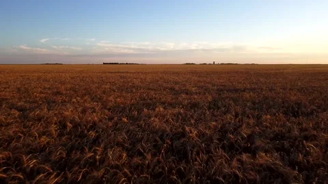 Aerial Drone: Backwards over Grain Field sunset sunrise Stock Footage