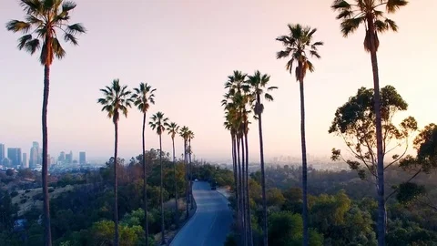 Aerial drone between palm trees in Los Angeles Vidéo 76677573