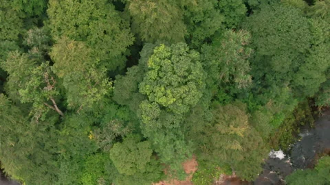 Aerial Drone birdseye of Trees Stock Footage 233208972