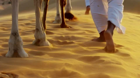 Aerial drone of camels being led by handlers across desert sand dunes Stock Footage