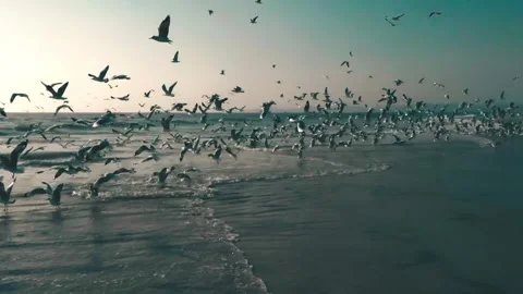 Aerial drone camera follow Flying seagulls, established shot of flying Stock Footage 245404563