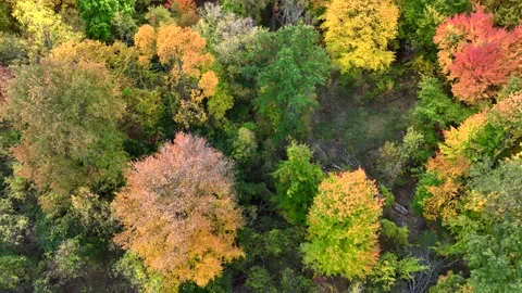 Aerial drone captures stunning fall colors at Orchard and Cass Lakes in Michigan Video stock 220035330