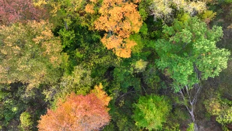 Aerial drone captures stunning fall colors at Orchard and Cass Lakes in Michigan Video stock 220035331