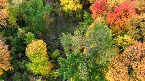 Aerial drone captures stunning fall colors at Orchard and Cass Lakes in Michigan Stock Footage 220035334