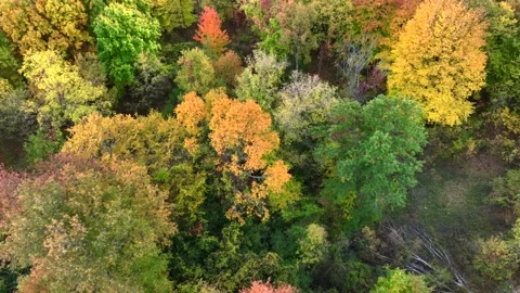 Aerial drone captures stunning fall colors at Orchard and Cass Lakes in Michigan Stock Footage 220035335