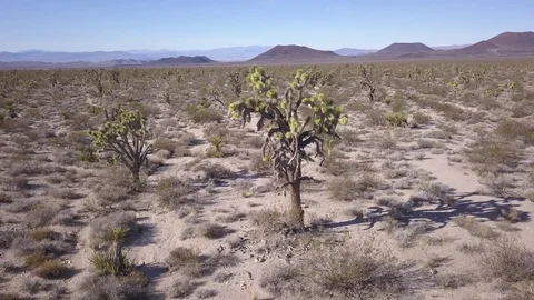 drone joshua tree