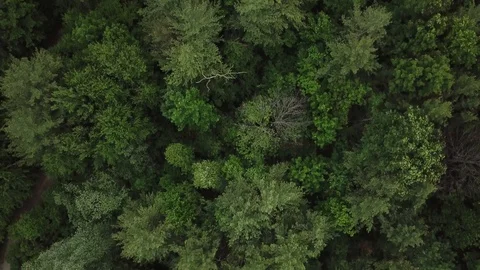 Aerial drone clip over a lush forest on a bright sunny day. Stock Footage 90440344