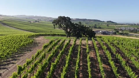 Aerial Drone Close Orbit of Tree with Vineyard Hills, Carneros Napa Valley, 4K Vídeo Stock 336028317