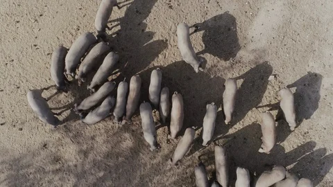Aerial Drone close top-down of Iberian pigs Stock Footage 130054429