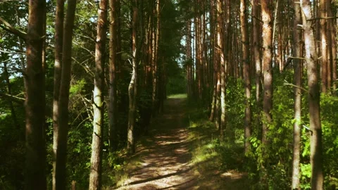 Aerial drone coridor view on forest in the countryside. Forest coridor view Stock Footage 203885308