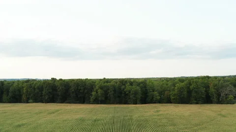 Aerial drone cornfield rows and trees upstate new york farm Stock Footage 140075956