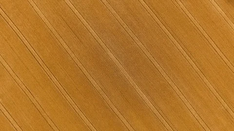 Aerial drone of Diagonal Lines In Wheat Field, Ireland. Vídeo Stock 99731165