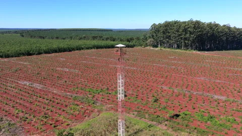 Aerial Drone Dolly In View of Forestry Watchtower and Pine Plantation Landscape Stock Footage 340921135