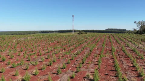 Aerial Drone Dolly In View of Pine Plantation Rows and Forestry Watchtower Stock Footage 340921271