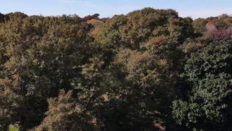 Aerial drone drop down view of pretty fall color trees in neighborhood. Stock Footage 170513303