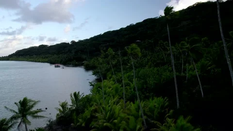 Aerial Drone during Sunset flying through Palm Trees at Bay of Raiatea 10Bit Stock Footage 171606771
