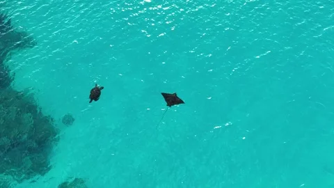 Aerial Drone Eagle Ray and Turtle Swimming Over Shallow Reef 4k Stock Footage 329711340