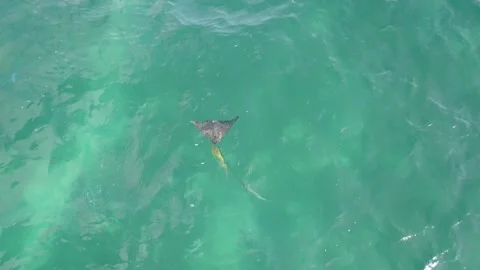 Aerial Drone Eagle Ray Dives to Escape Following Remoras Curieuse Seychelles Stock Footage 232164151