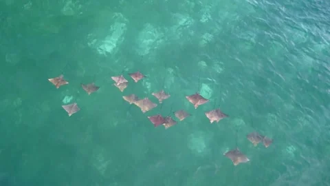 Aerial Drone Eagle Ray School Peacefully Swimming Surface Curieuse Seychelles Stock Footage 232164777