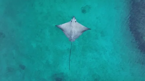 Aerial Drone Eagle Ray Swimming Over Shallow Reef Stock Footage 329711357