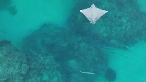 Aerial Drone Eagle Ray Swimming Over Shallow Reef Stock Footage 329711384