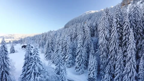 Aerial drone elevation shot among snow-covered fir trees in the mountains Video stock 295946009