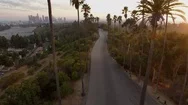 Aerial Drone Elysian Park Palm Trees Los Angeles Sunset 2 Stock Footage