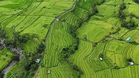 Aerial drone fixed rotation over Bali rice terraces – 4K Video stock 325022335