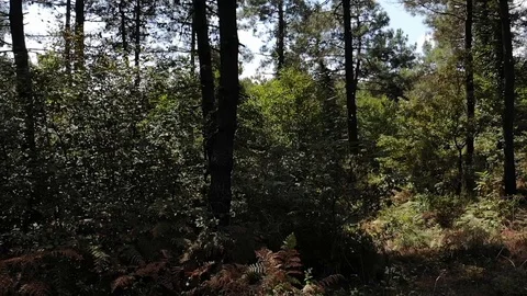 Aerial: Drone Flies Backwards in a Pine Forest in Autumn Stock-Footage 95423020