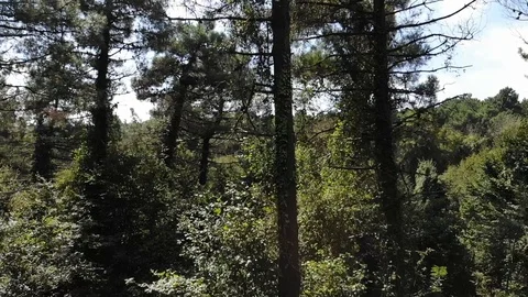 Aerial: Drone Flies Backwards in a Pine Forest in Autumn Stock-Footage 95423173
