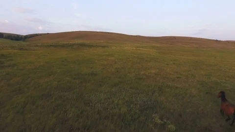 AERIAL: Drone flies through a herd of running horses very close, among the hills Stock Footage 78032825