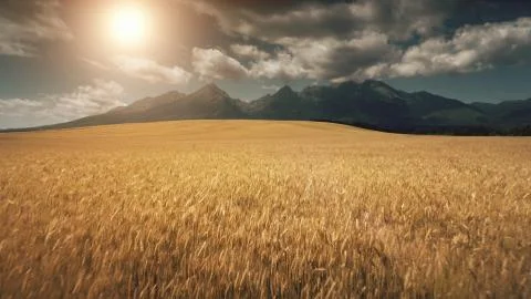 Aerial Drone Flight above ripe yellow wheat field Stock Photos