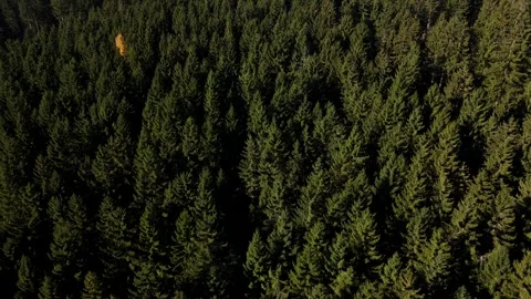 Aerial Drone Flight Above Tree Tops in Autumn Forest Stock Footage 320904509