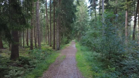 Aerial Drone Flight Along Forest Road in Summer Stock Footage 328479341
