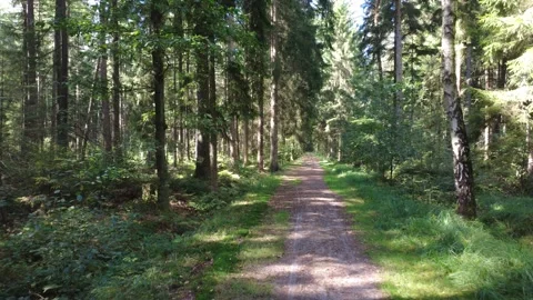 Aerial Drone Flight Along Forest Road in Summer Stock Footage 328479343