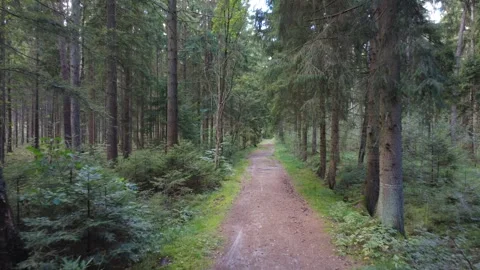 Aerial Drone Flight Along Forest Road in Summer Stock Footage 328479392