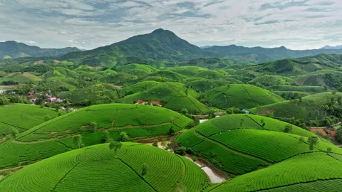 Aerial drone flight backward over Long Coc tea hill, Phu Tho, Vietnam Stock Footage 248780950