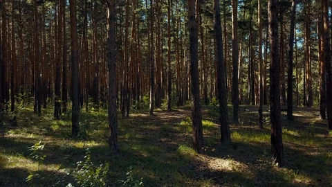 Aerial drone flight between pine tree trunks, Russia Stock Footage 93782308