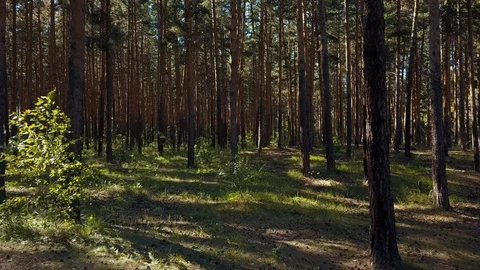 Aerial drone flight between pine tree trunks, Russia Video stock 93783461