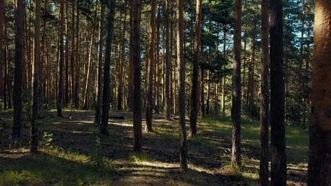 Aerial drone flight between pine tree trunks, Russia Stock Footage 93786078