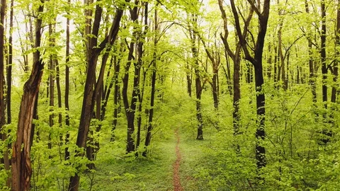 Aerial drone flight between trees in a green lush forest in spring 库存影片 129841906