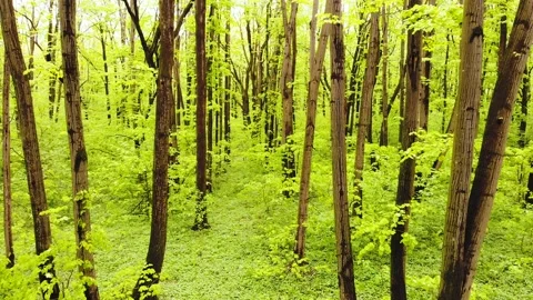 Aerial drone flight between trees in a green lush forest in spring. No people 库存影片 130853079