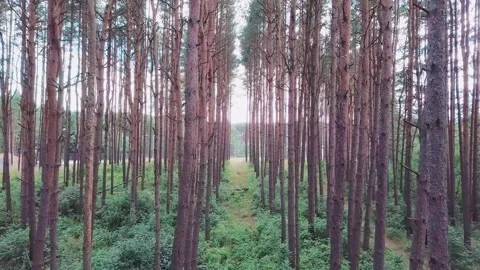 Aerial drone flight of camera over a path in the corridor of tree straight Stock Footage 136737359